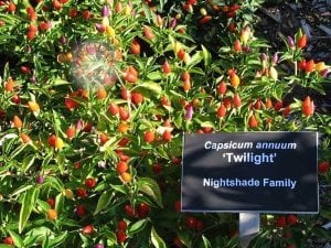 Twilight süs biberi tohumu çok acı
