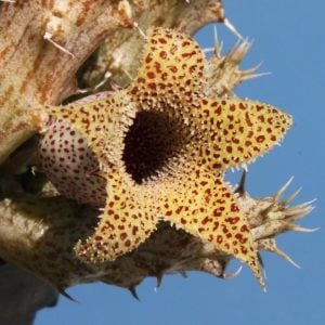 Stapelianthus decaryi leş kaktüsü