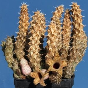 Stapelianthus decaryi leş kaktüsü
