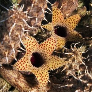Stapelianthus decaryi leş kaktüsü