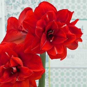 Double King amaryllis ithal Güzel Hatun çiçeği
