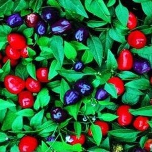 Filius blue süs biberi tohumu