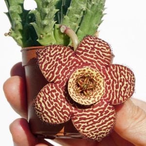 Orbea variegata pink pembe