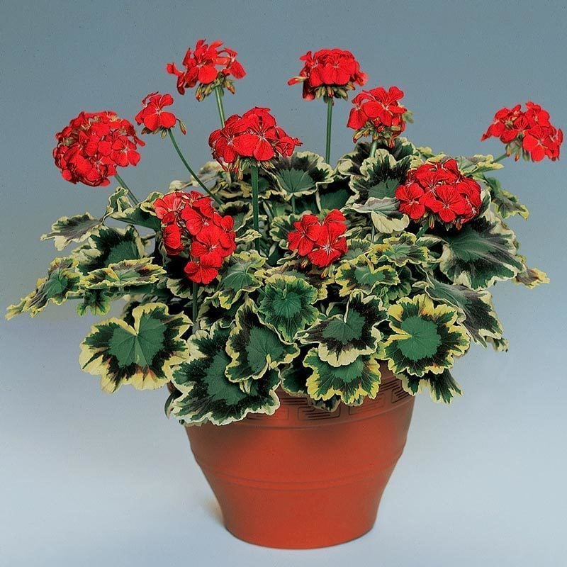 Mrs pollock sardunya fidesi pelargonium deco 7 yada 9 cm saksıda