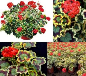 Mrs pollock sardunya fidesi pelargonium deco 7 yada 9 cm saksıda