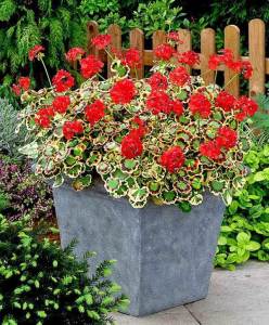 Mrs pollock sardunya fidesi pelargonium deco 7 yada 9 cm saksıda