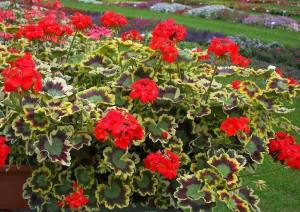 Mrs pollock sardunya fidesi pelargonium deco 7 yada 9 cm saksıda