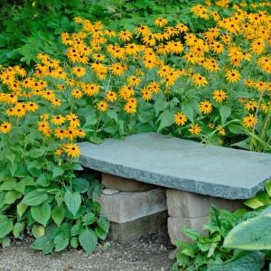 Turuncu Rudbekya Tohumu – Rudbeckia fulgida