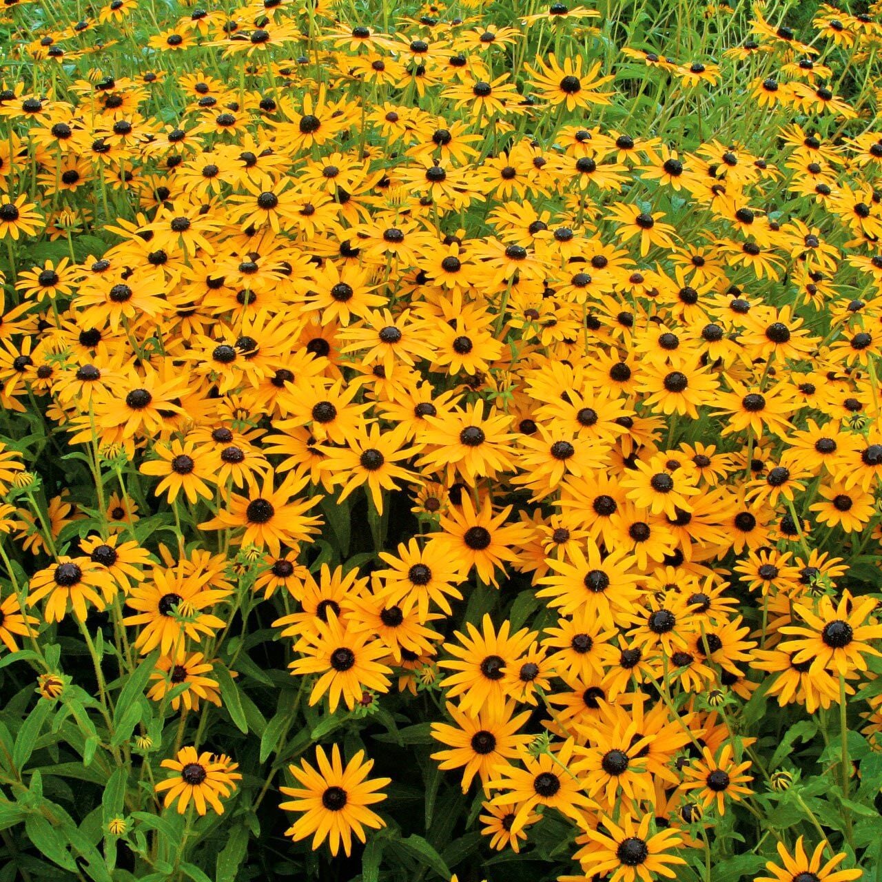 Turuncu Rudbekya Tohumu – Rudbeckia fulgida