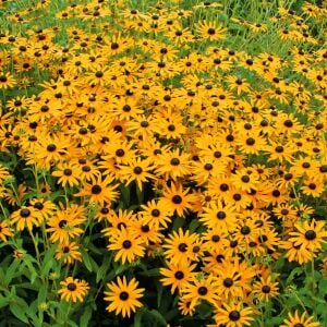 Turuncu Rudbekya Tohumu – Rudbeckia fulgida