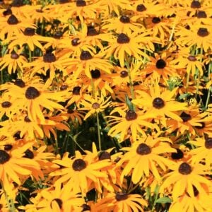 Turuncu Rudbekya Tohumu – Rudbeckia fulgida