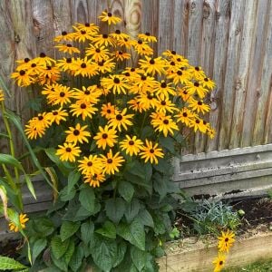 Turuncu Rudbekya Tohumu – Rudbeckia fulgida