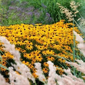 Turuncu Rudbekya Tohumu – Rudbeckia fulgida