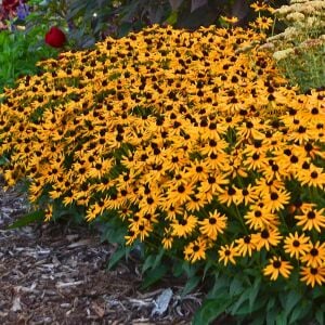 Turuncu Rudbekya Tohumu – Rudbeckia fulgida