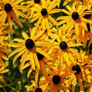 Turuncu Rudbekya Tohumu – Rudbeckia fulgida