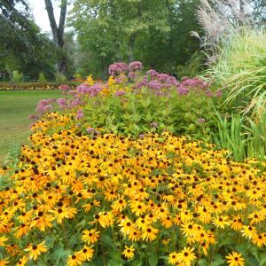 Turuncu Rudbekya Tohumu – Rudbeckia fulgida