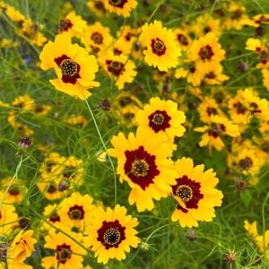 Altın Dalga Tohumu – Coreopsis basalis