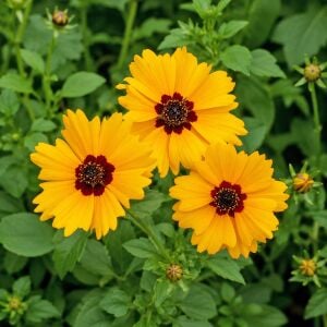 Altın Dalga Tohumu – Coreopsis basalis