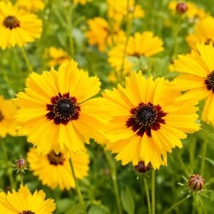 Altın Dalga Tohumu – Coreopsis basalis