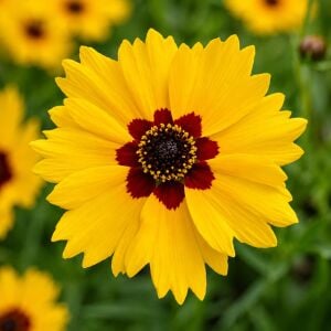 Altın Dalga Tohumu – Coreopsis basalis