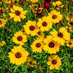 Altın Dalga Tohumu – Coreopsis basalis