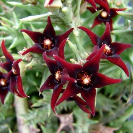 Orbea semitubiflora leş kaktüsü