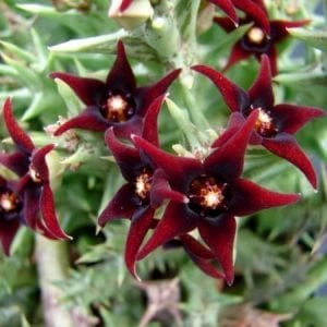 Orbea semitubiflora leş kaktüsü