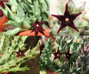 Orbea semitubiflora leş kaktüsü