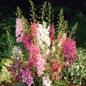 Roman Candles verbascum fidesi sığır kuyruğu çiçeği