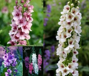 Roman Candles verbascum fidesi sığır kuyruğu çiçeği