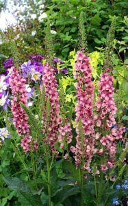 Roman Candles verbascum fidesi sığır kuyruğu çiçeği