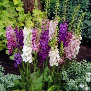 Roman Candles verbascum fidesi sığır kuyruğu çiçeği