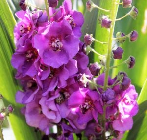 Roman Candles verbascum fidesi sığır kuyruğu çiçeği