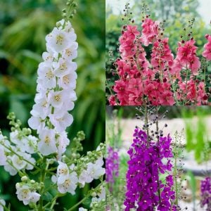 Roman Candles verbascum fidesi sığır kuyruğu çiçeği