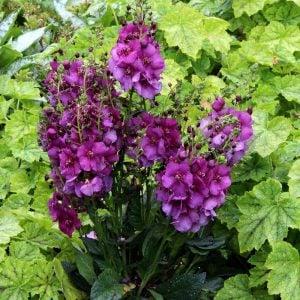 Roman Candles verbascum fidesi sığır kuyruğu çiçeği