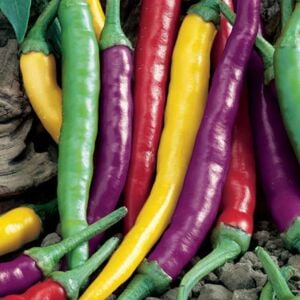 Cayenne Blend Mix Acı Biber Tohumu