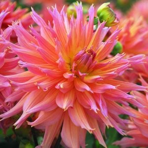 XXL Omega yıldız çiçeği soğanı dahlia çap: 20 cm