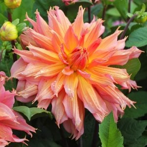 XXL Omega yıldız çiçeği soğanı dahlia çap: 20 cm