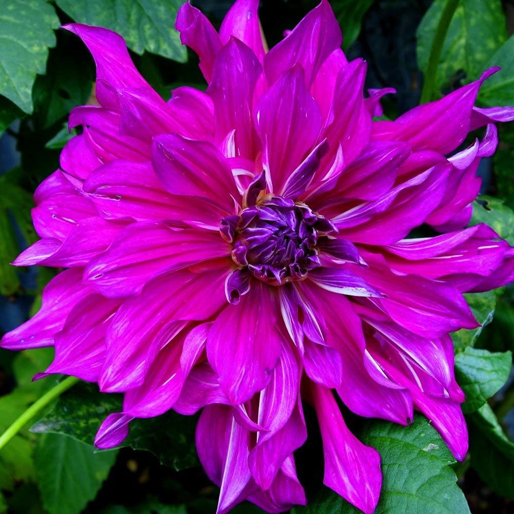 XXL Purple Taiheijo yıldız çiçeği soğanı dahlia çap: 25 cm - 168,26 TL