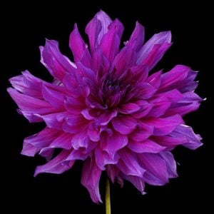XXL Purple Taiheijo yıldız çiçeği soğanı dahlia çap: 25 cm