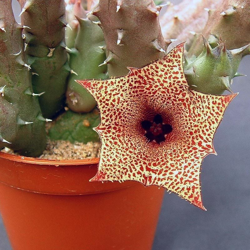 Huernia recondita