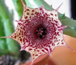 Huernia recondita