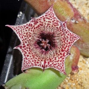 Huernia recondita