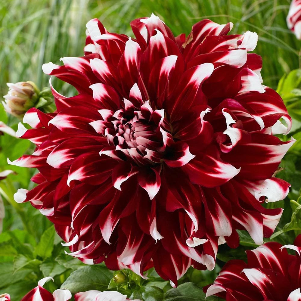 X-Factor yıldız çiçeği soğanı dahlia çap: 20 cm