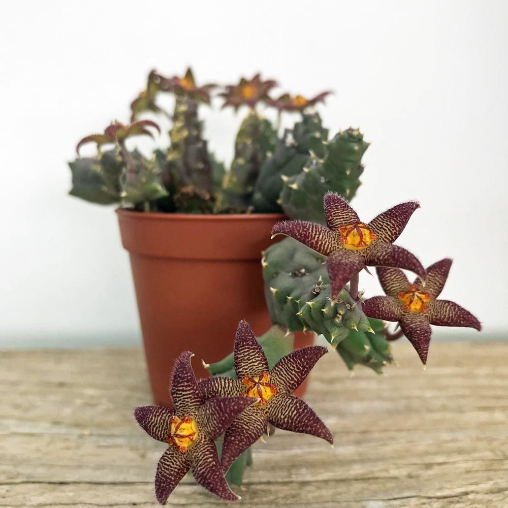 Piaranthus pillansii inconstans sukulent bitki