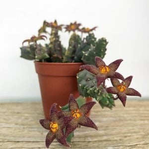 Piaranthus pillansii inconstans sukulent bitki