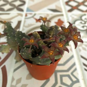 Piaranthus pillansii inconstans sukulent bitki