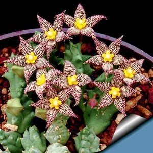Piaranthus pillansii inconstans sukulent bitki