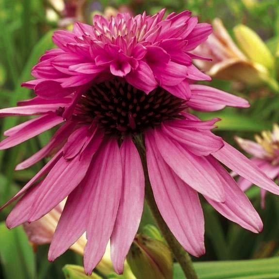 Katlı pembe ekinezya soğanı echinacea echinacea double decker