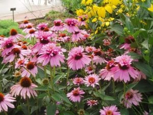 Katlı pembe ekinezya soğanı echinacea echinacea double decker